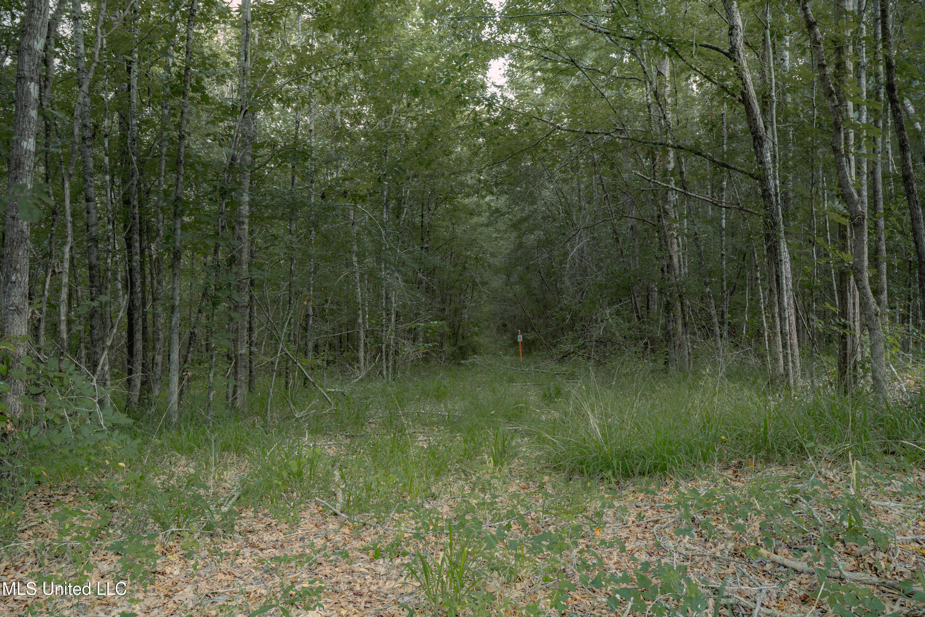 0 Dog Pen Road Durant, MS 39063 - Photo 4 of 11 70% Compressed-46
