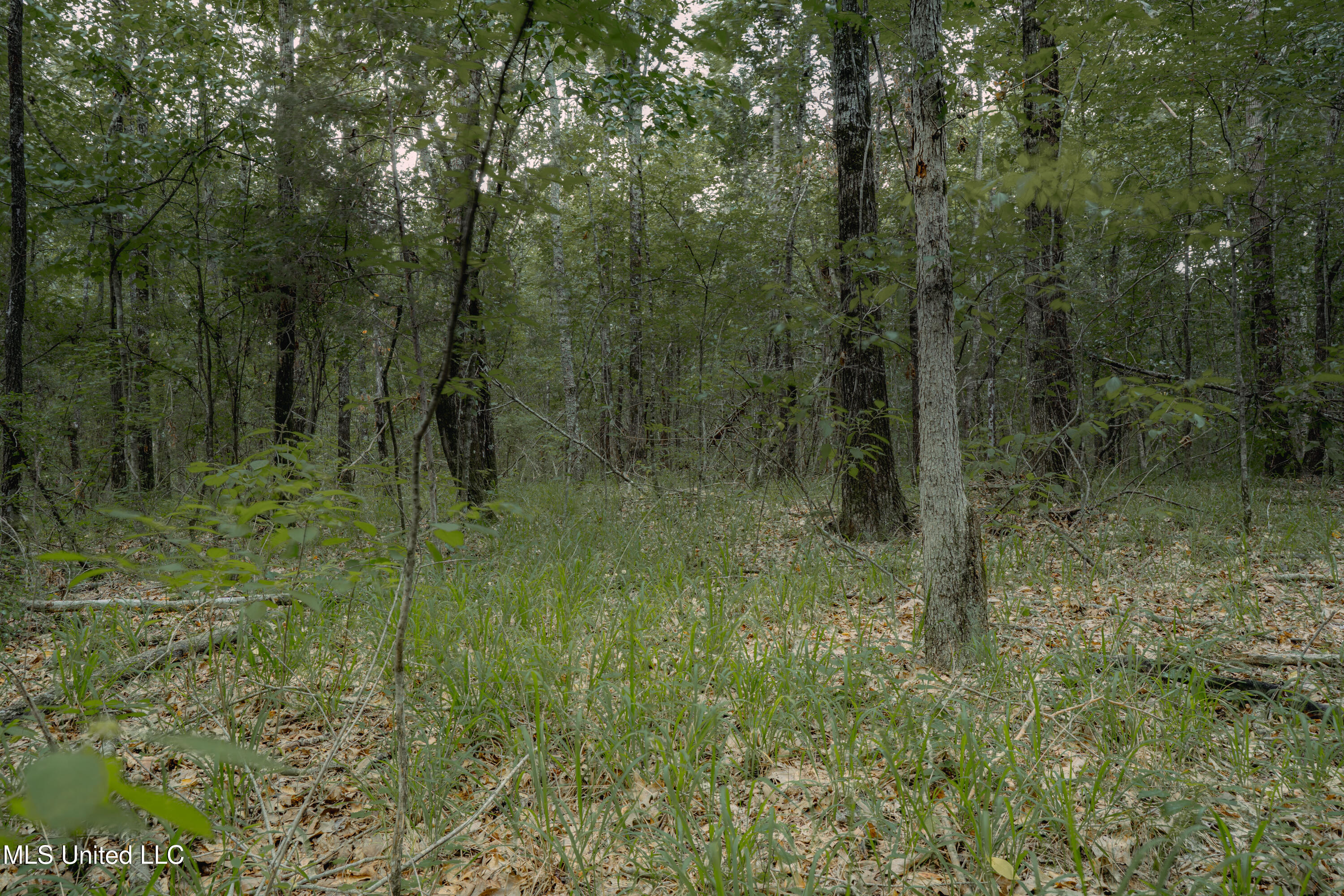 0 Dog Pen Road Durant, MS 39063 - Photo 5 of 11 70% Compressed-47