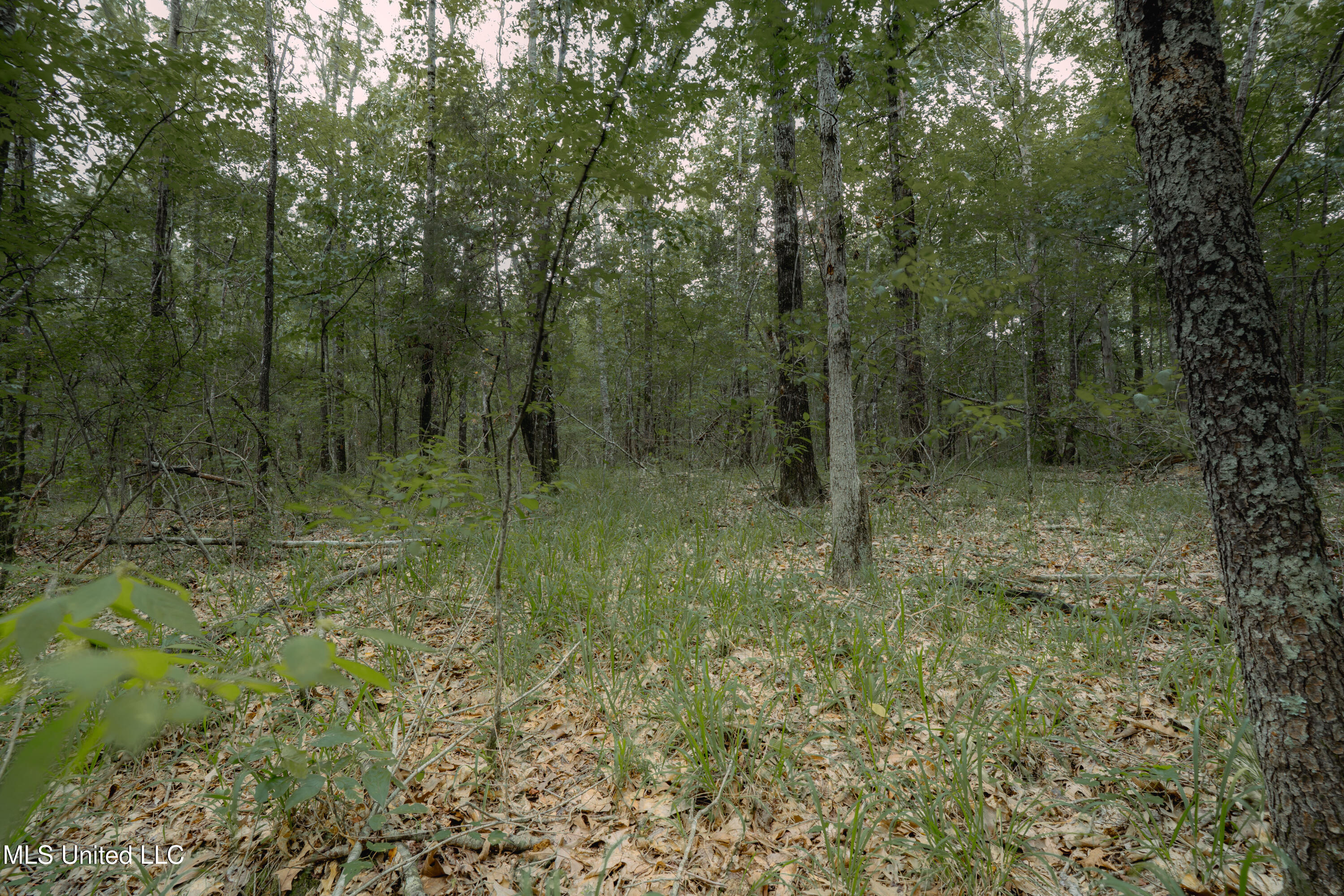 0 Dog Pen Road Durant, MS 39063 - Photo 6 of 11 70% Compressed-48