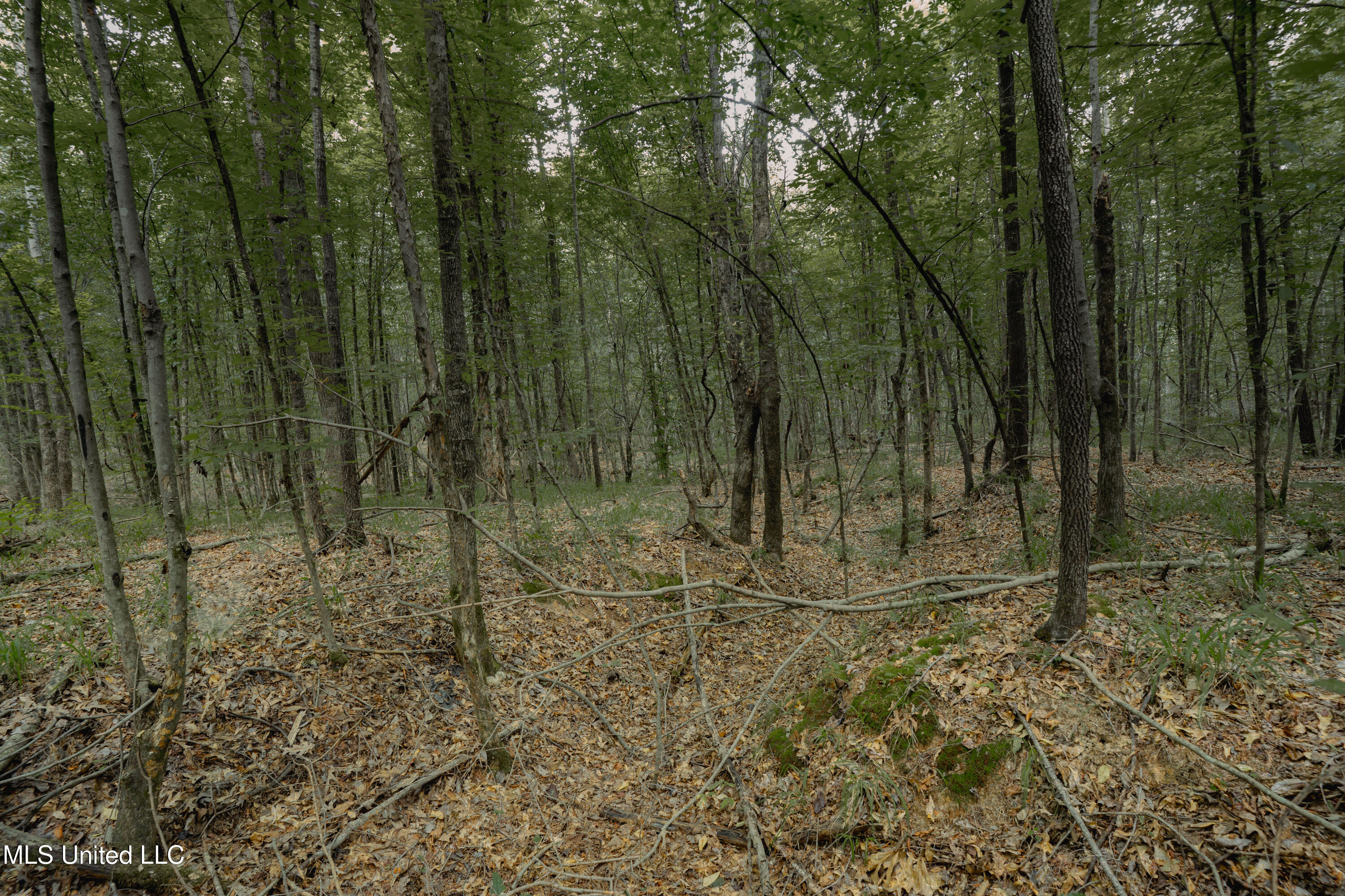 0 Dog Pen Road Durant, MS 39063 - Photo 7 of 11 70% Compressed-50