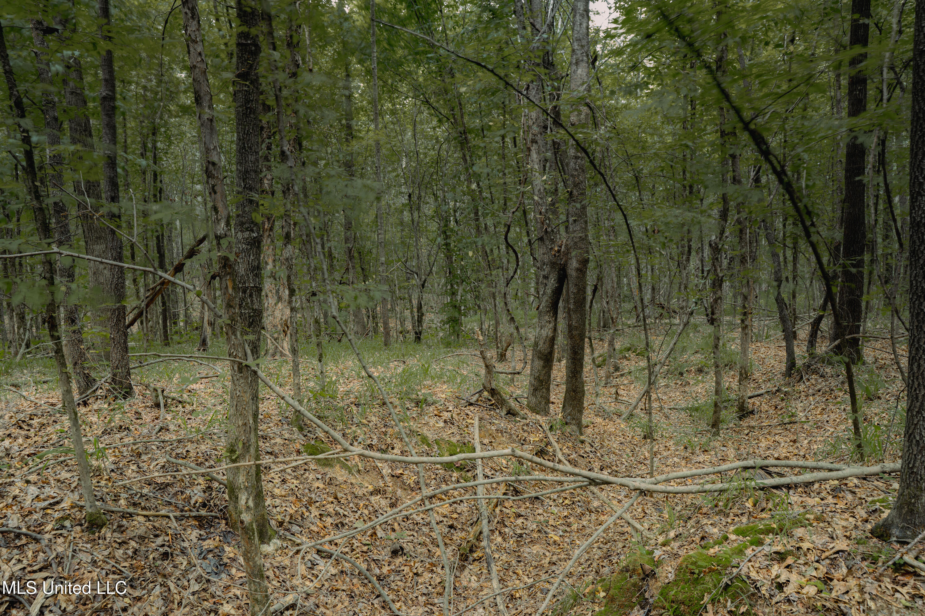 0 Dog Pen Road Durant, MS 39063 - Photo 8 of 11 70% Compressed-51