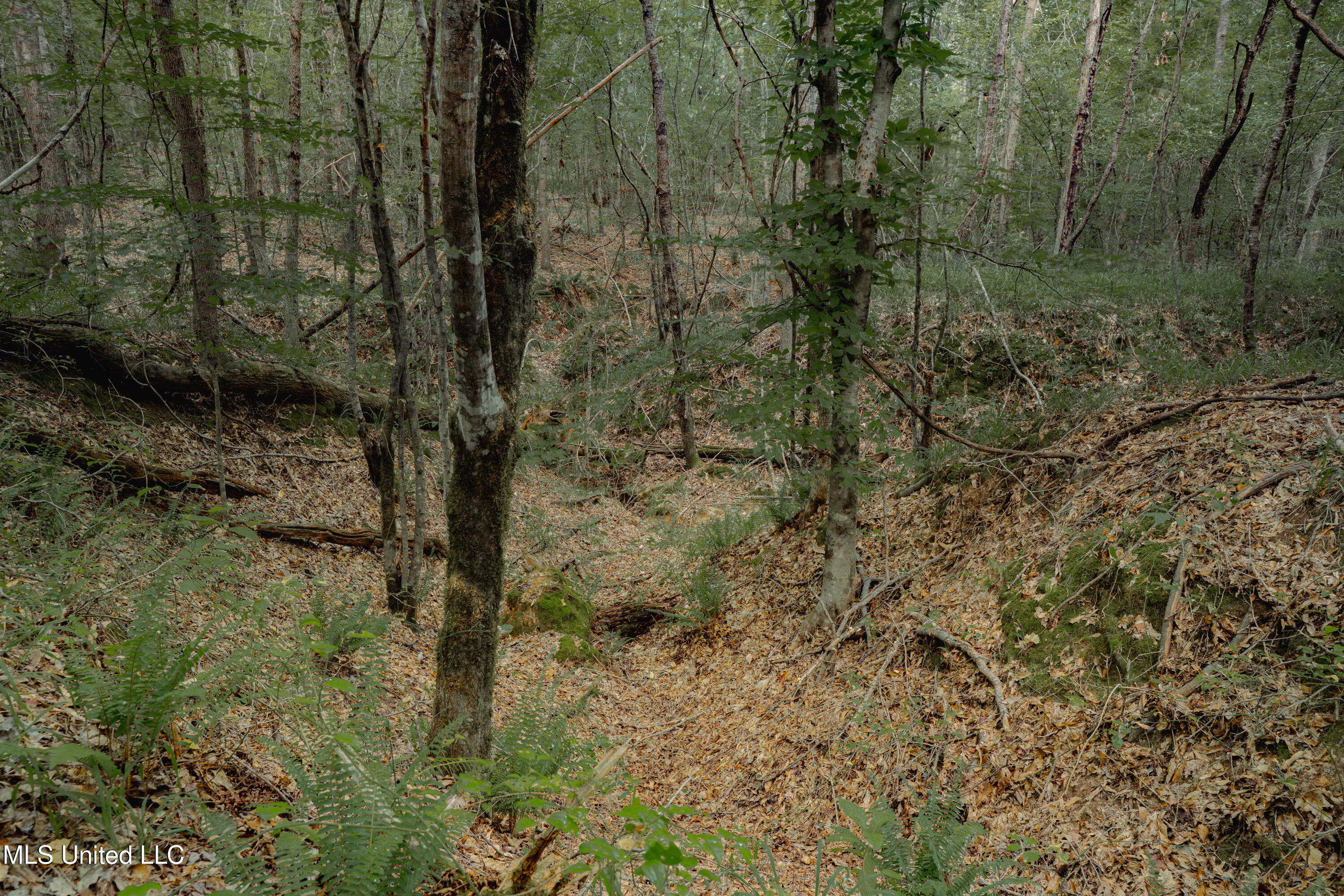 0 Dog Pen Road Durant, MS 39063 - Photo 9 of 11 70% Compressed-52