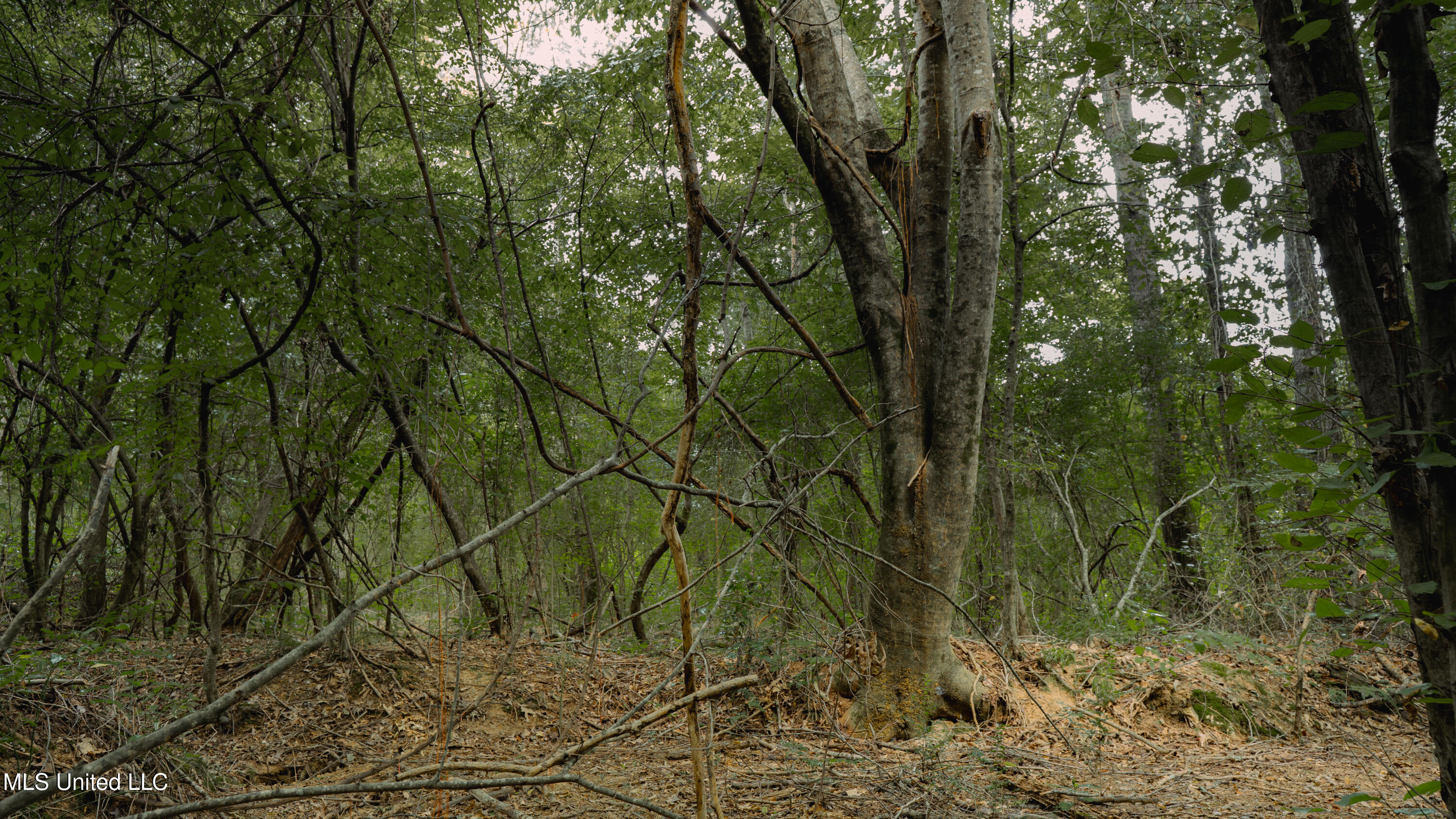 0 Dog Pen Road Durant, MS 39063 - Photo 10 of 11 70% Compressed-59