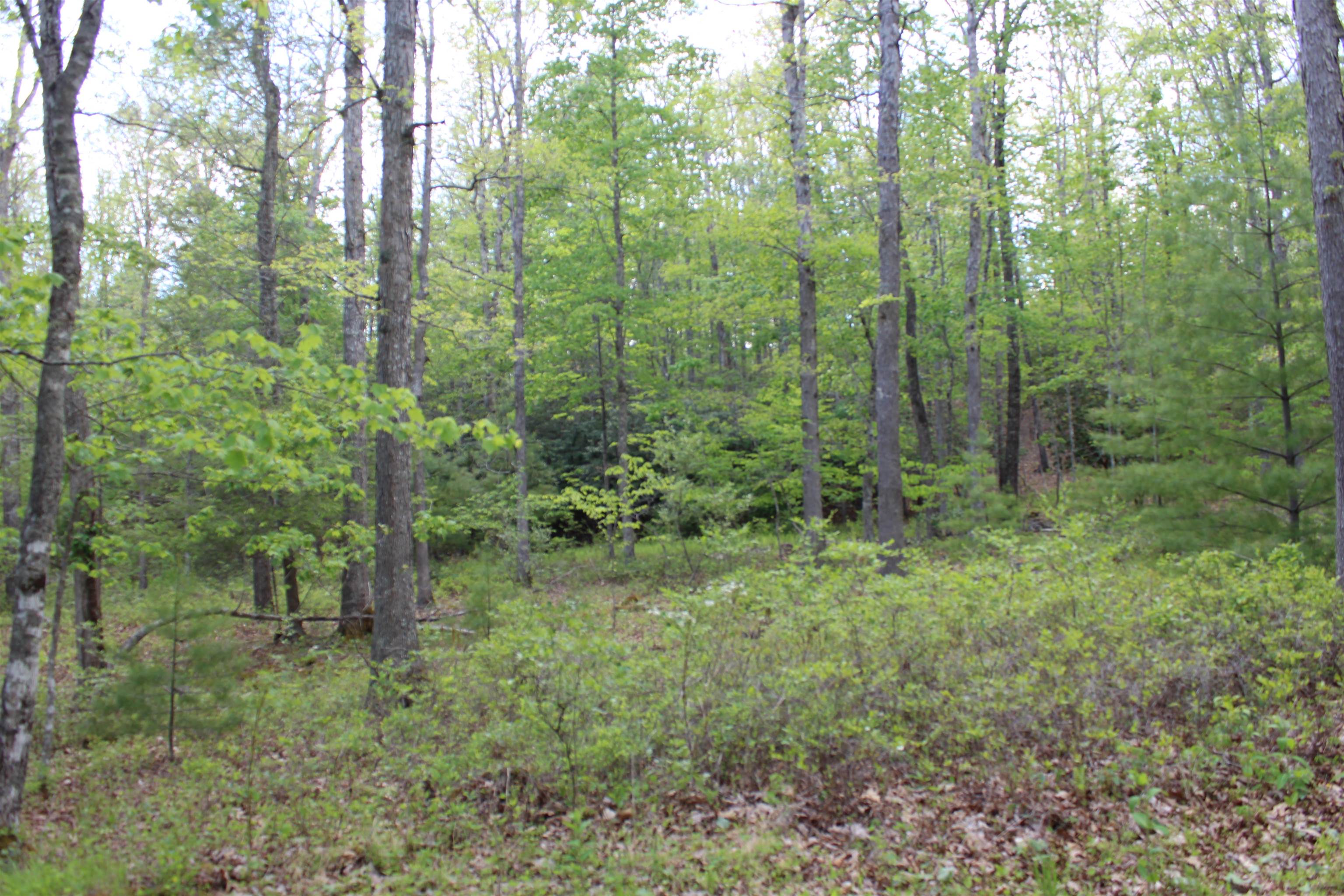 625 Hummingbird Lane Monterey, VA 24465 - Photo 7 of 65 a view of a lush green forest
