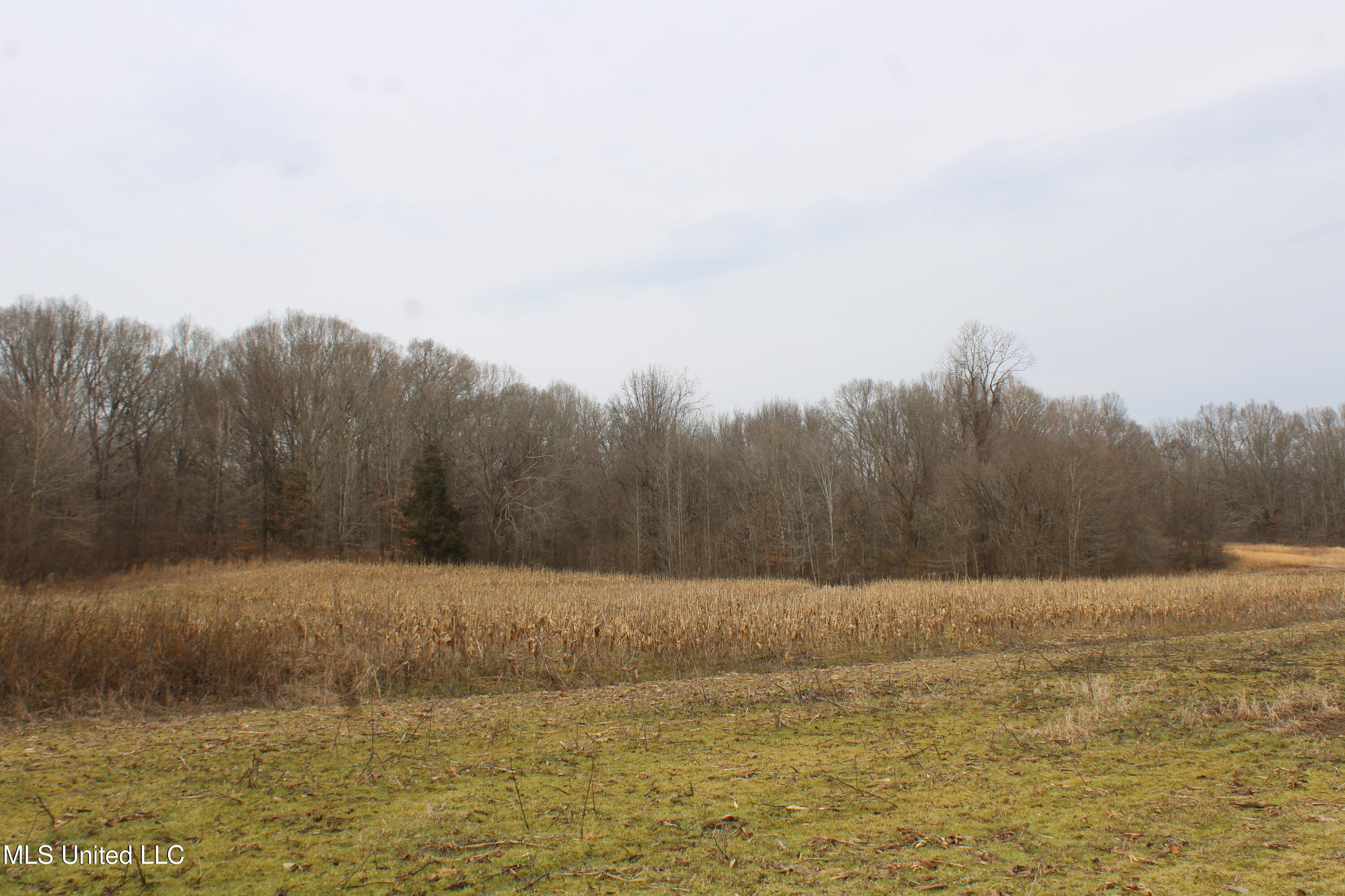 6000 Austin Road Walls, MS 38680 - Photo 7 of 20 IMG_7266