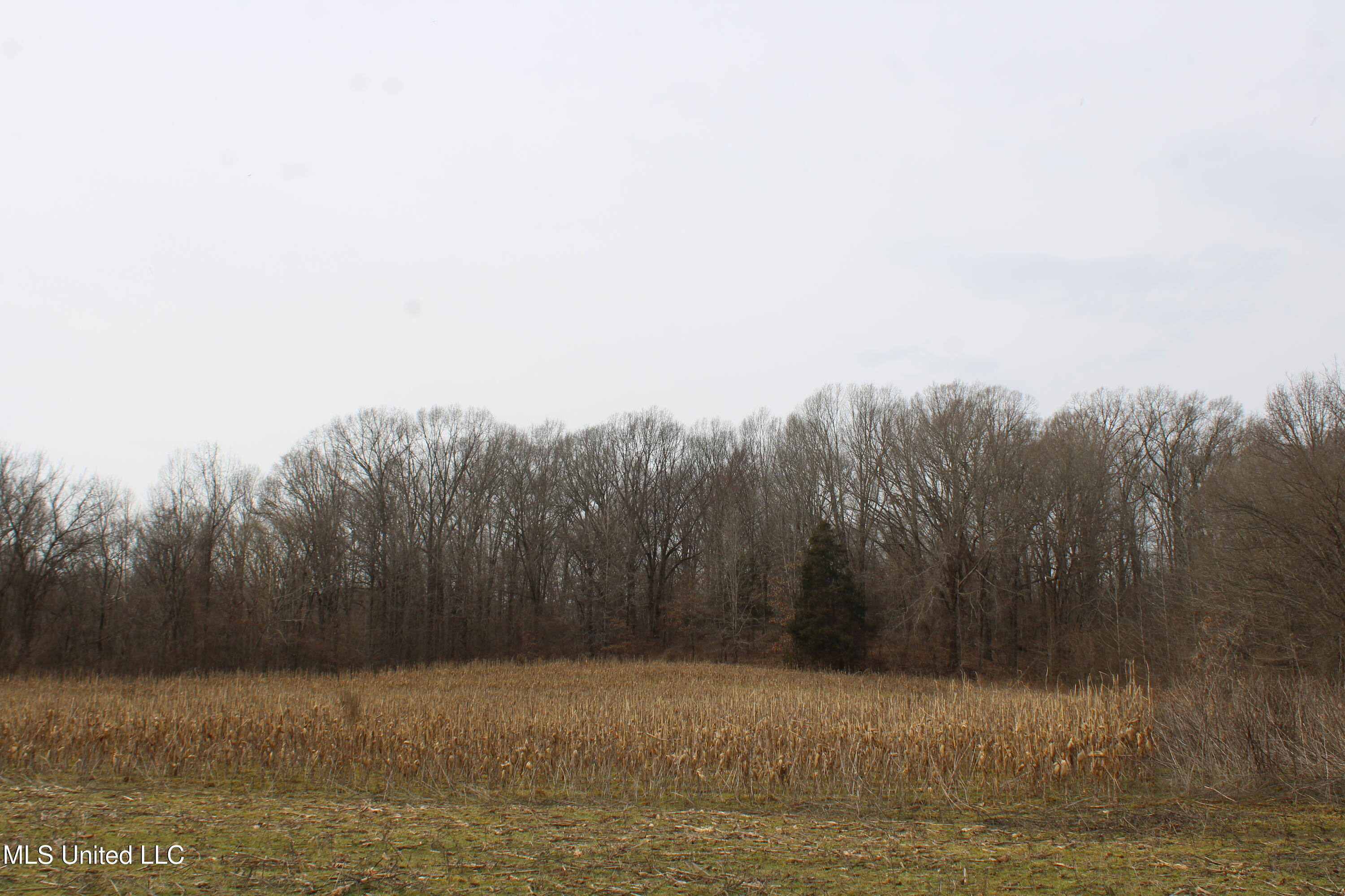 6000 Austin Road Walls, MS 38680 - Photo 8 of 20 IMG_7267