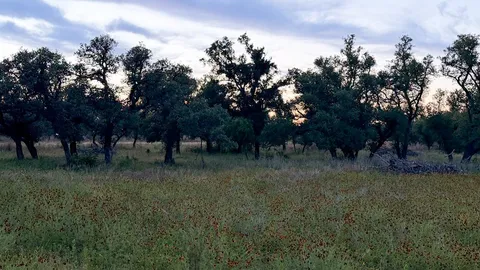 $394,900 | Lot #9 Slate Rock Road, Unit 9, Fredericksburg, TX 78624
