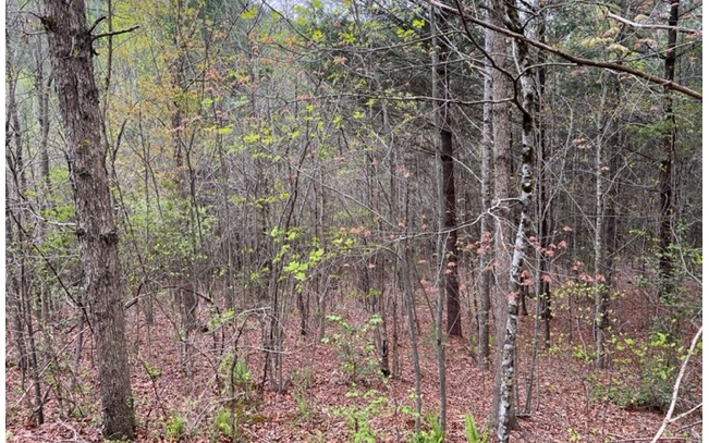 54 Choctaw Rdg Trail Murphy, NC 28906 - Photo 4 of 4 Additional View