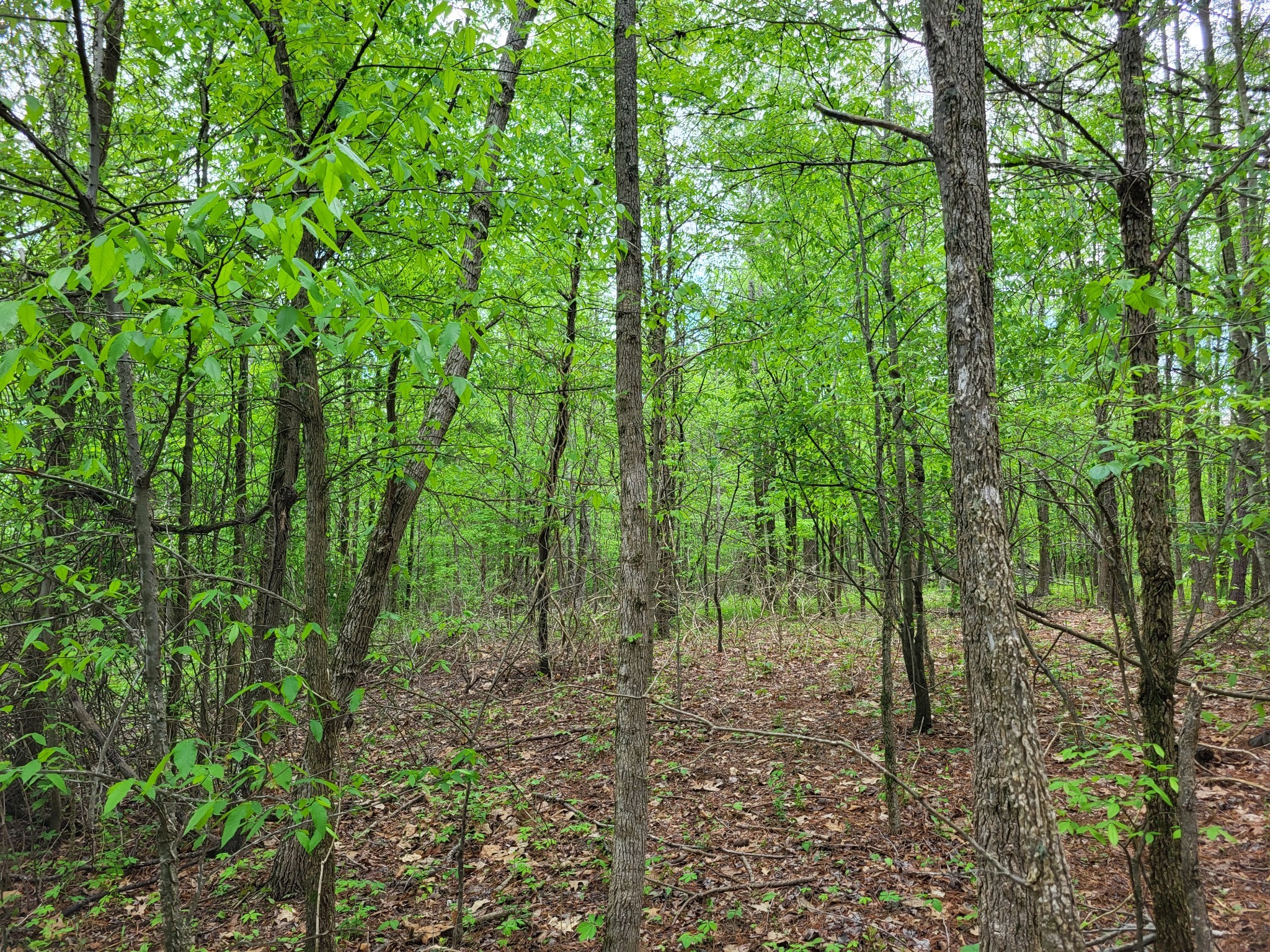 A Red Ash Road Sugar Tree, TN 38380 - Photo 2 of 4 a view of a forest