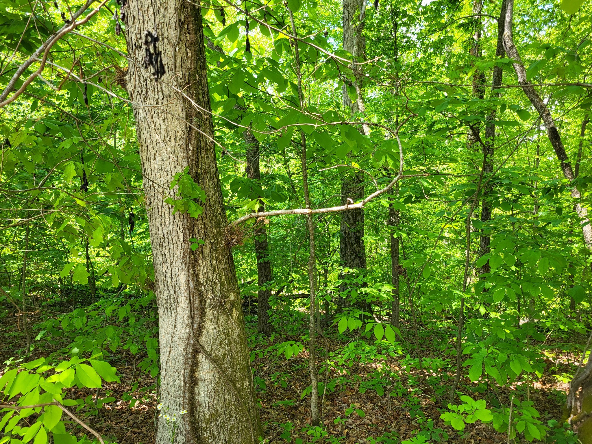 A Red Ash Road Sugar Tree, TN 38380 - Photo 4 of 4 a view of a lush green forest