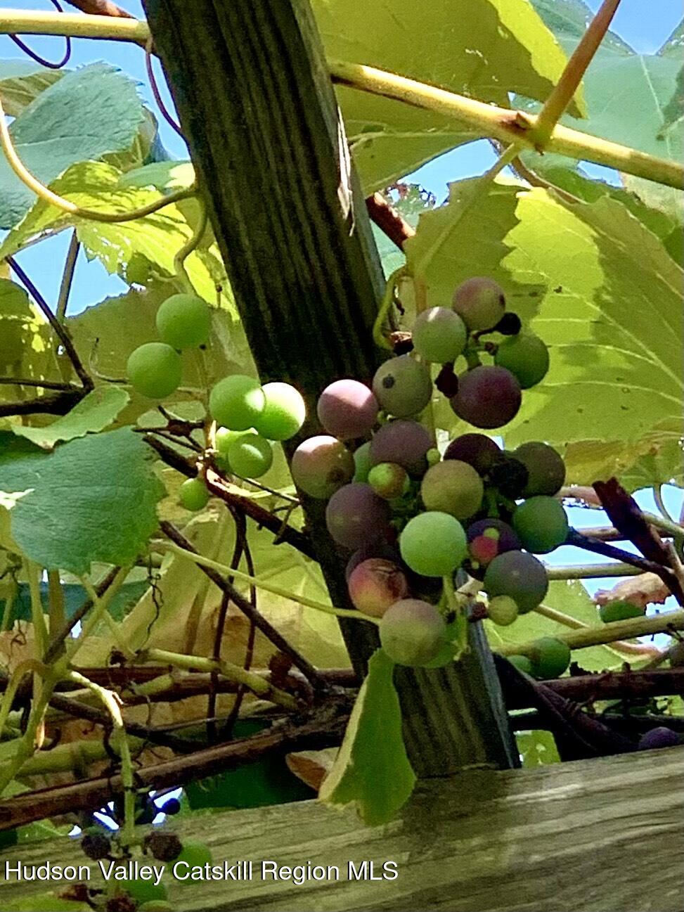 477 Campbell Road Windham, NY 12496 - Photo 12 of 45 a view of grapes plant