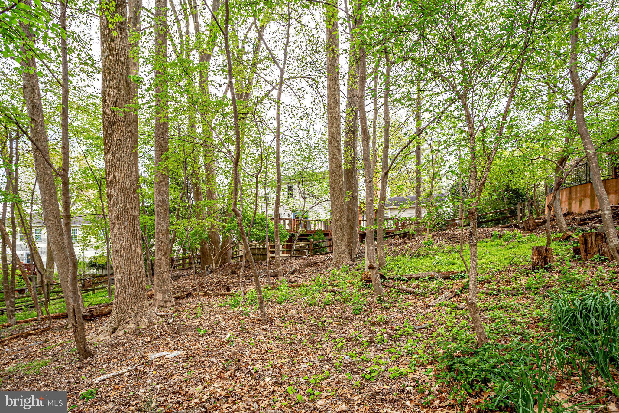 12220 St James Road Potomac, MD 20854 - Photo 66 of 69 Wooded back yard