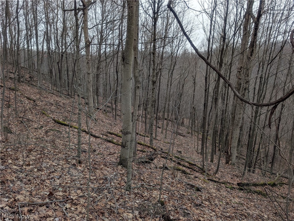 0 Tract 8 Barber Ridge Road Lewisville, OH 43754 - Photo 49 of 49 View of tree filled area