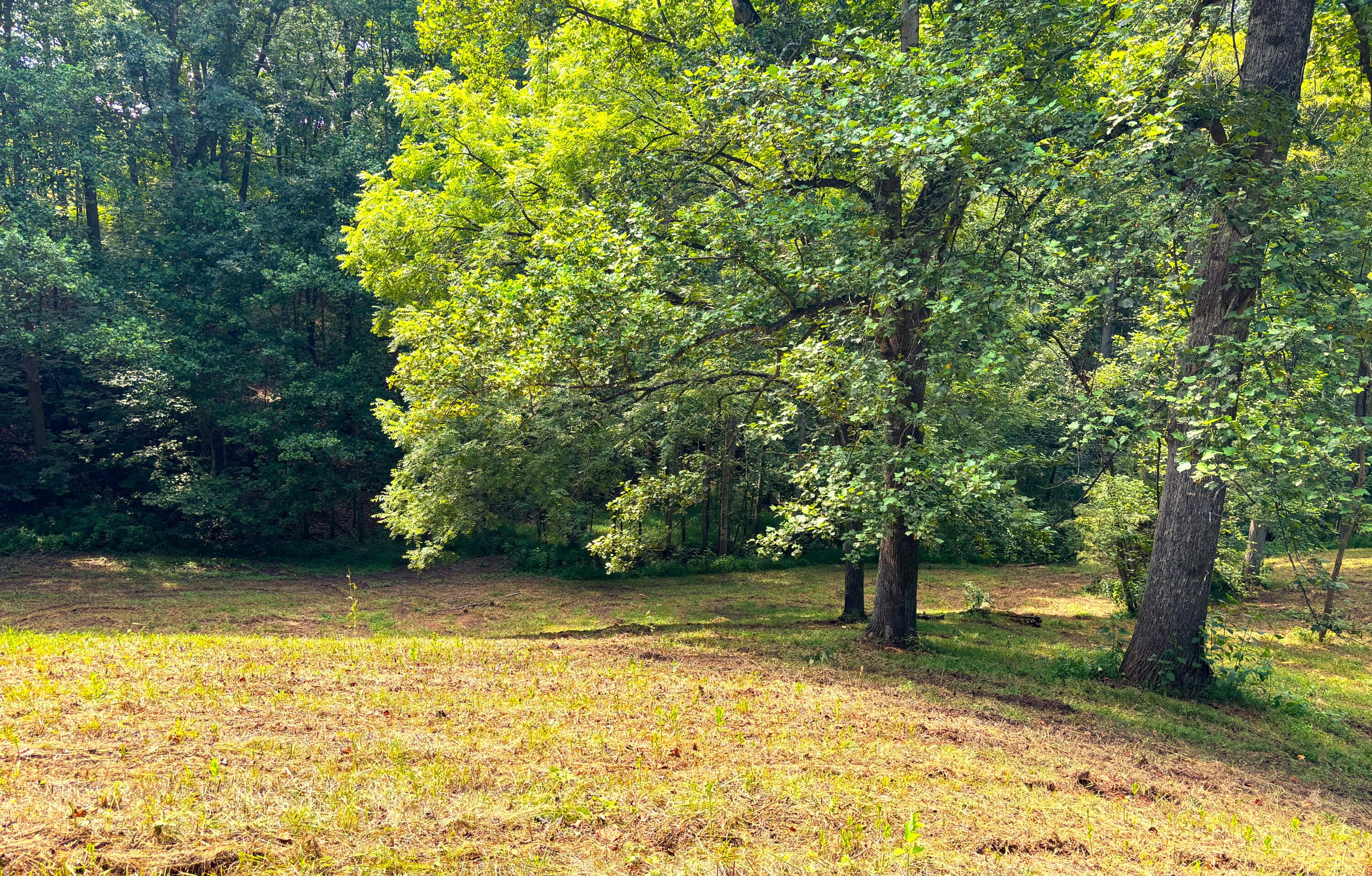 1235 Rock Spring Road Goodview, VA 24095 - Photo 53 of 62 a view of a yard with a tree