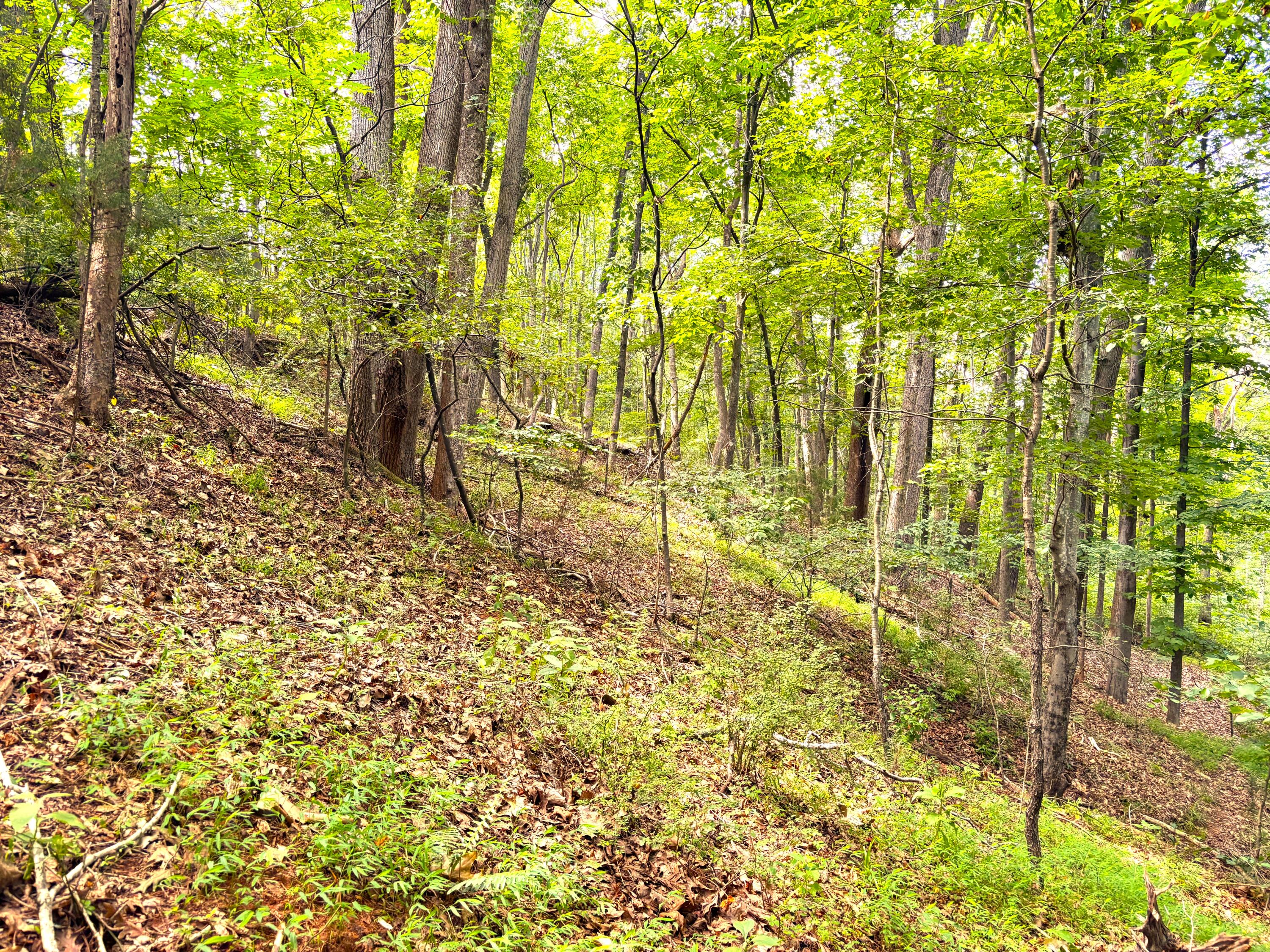 1235 Rock Spring Road Goodview, VA 24095 - Photo 58 of 62 a backyard of a house with large trees and plants
