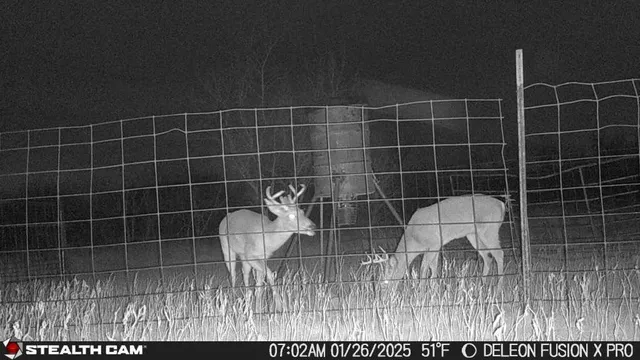 a view of a wooden floor and potted plant