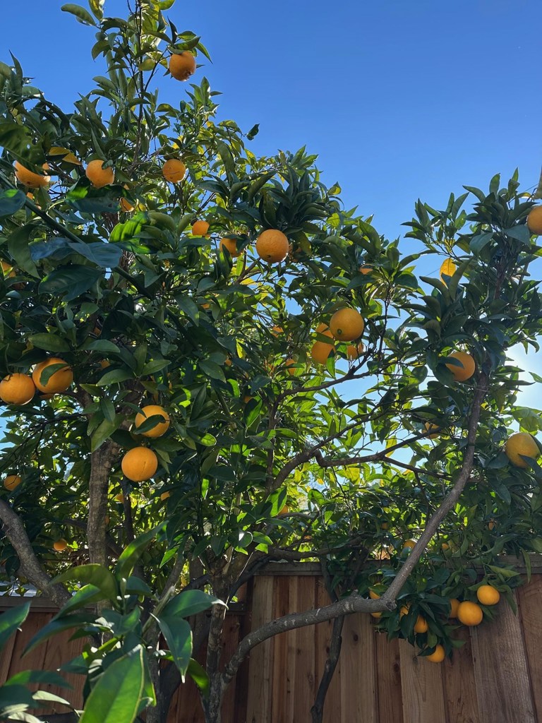 9752-9752 Tareyton Avenue San Ramon, CA 94583 - Photo 39 of 45