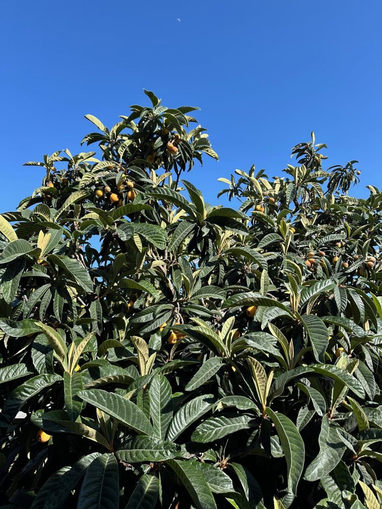 9752-9752 Tareyton Avenue San Ramon, CA 94583 - Photo 42 of 45