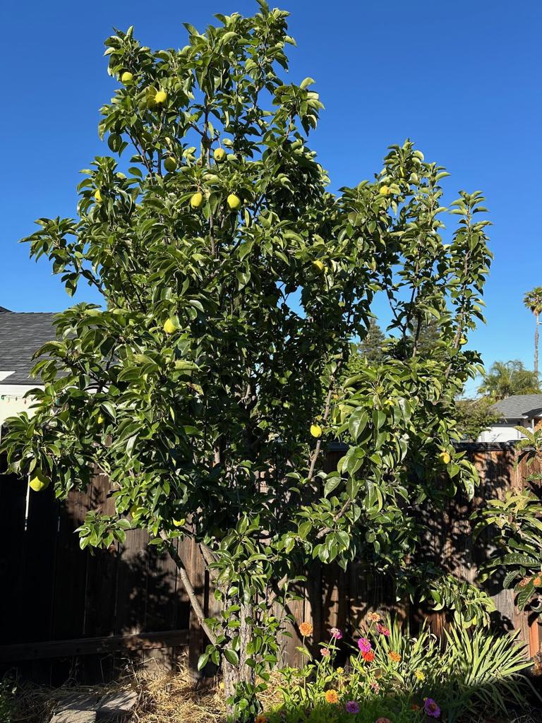 9752-9752 Tareyton Avenue San Ramon, CA 94583 - Photo 43 of 45