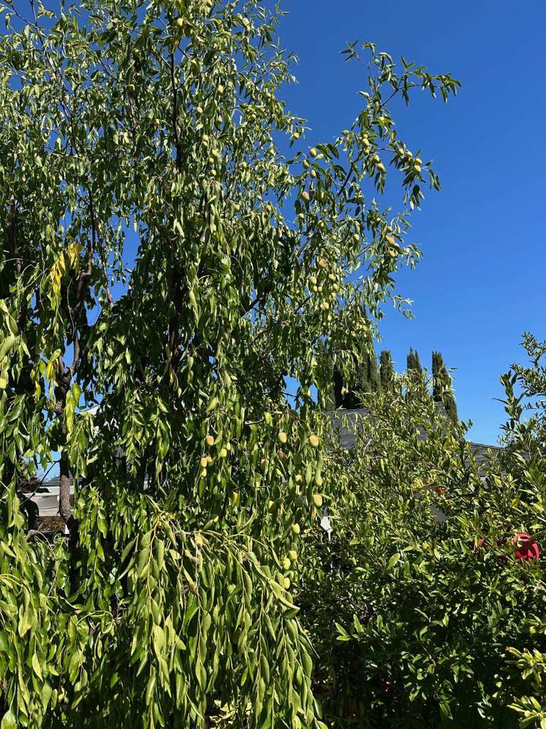 9752-9752 Tareyton Avenue San Ramon, CA 94583 - Photo 44 of 45