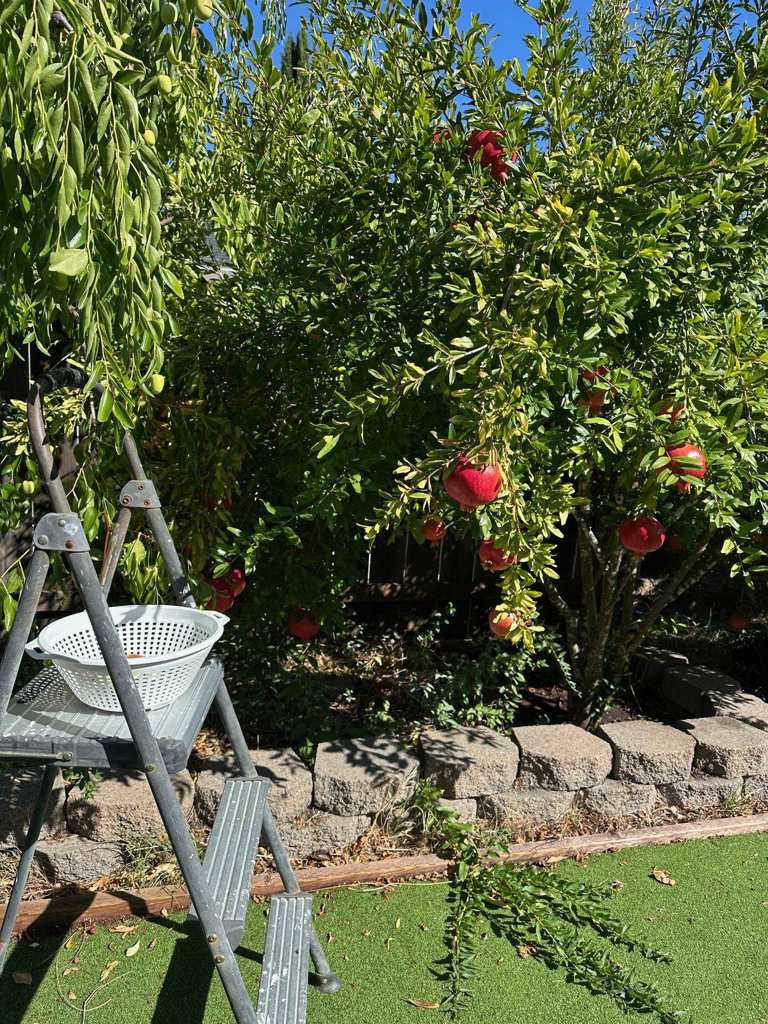 9752-9752 Tareyton Avenue San Ramon, CA 94583 - Photo 45 of 45