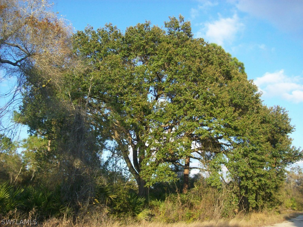 21721 Claytor Road Alva, FL 33920 - Photo 4 of 5 a view of a tree