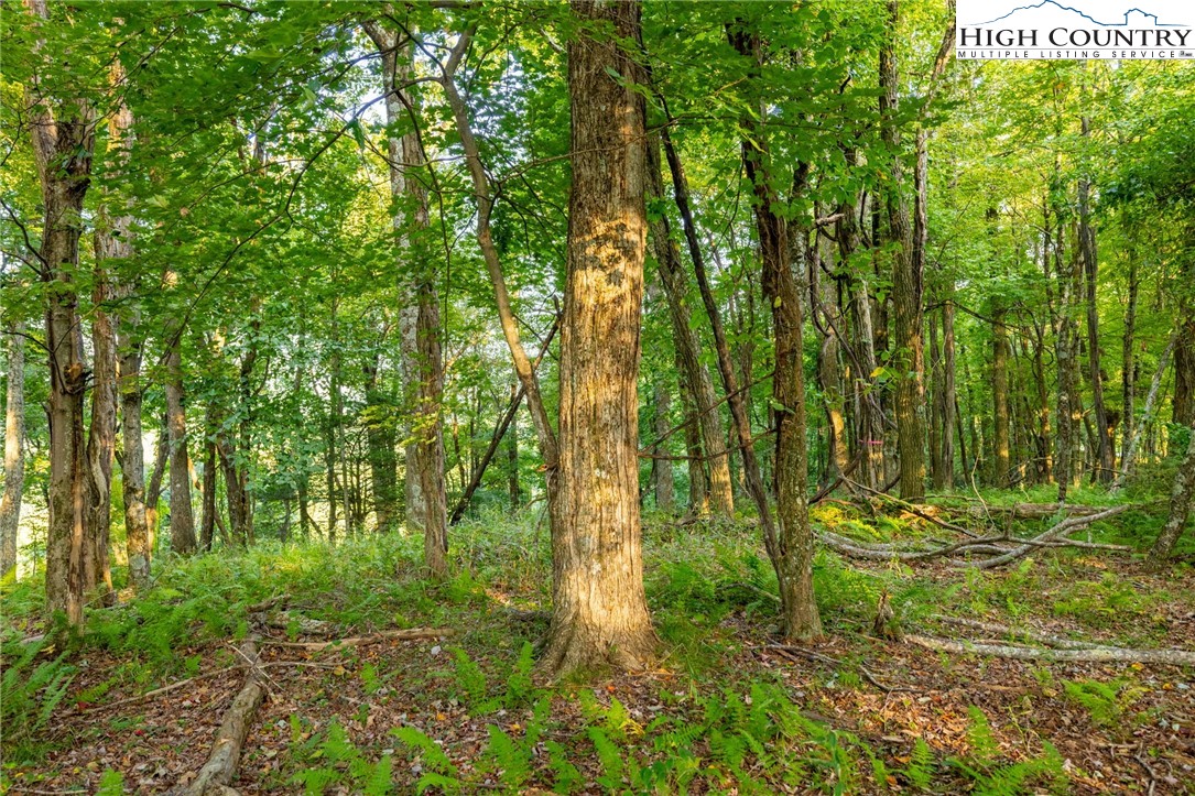 Omega Way Sparta, NC 28675 - Photo 14 of 48