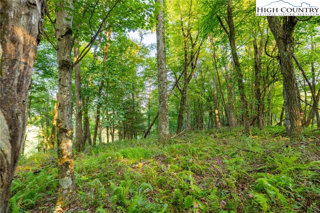 Omega Way Sparta, NC 28675 - Photo 15 of 48