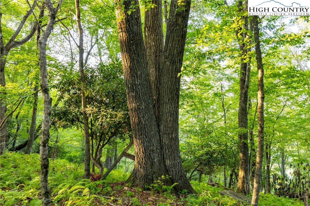 Omega Way Sparta, NC 28675 - Photo 16 of 48