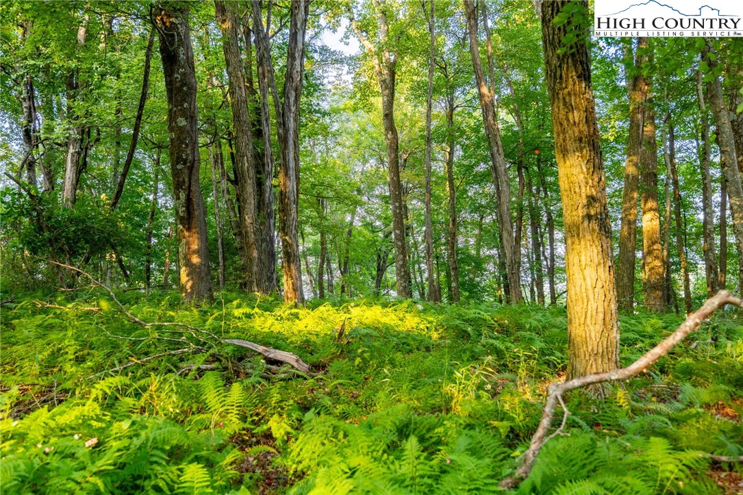 Omega Way Sparta, NC 28675 - Photo 20 of 48