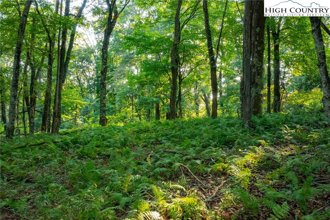 Omega Way Sparta, NC 28675 - Photo 29 of 48