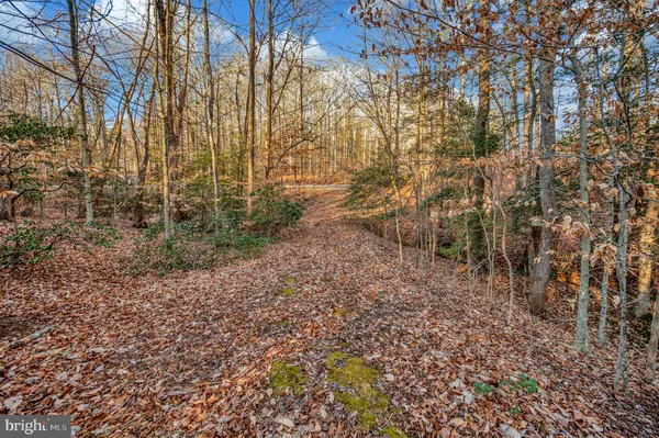 a view of a backyard with large trees