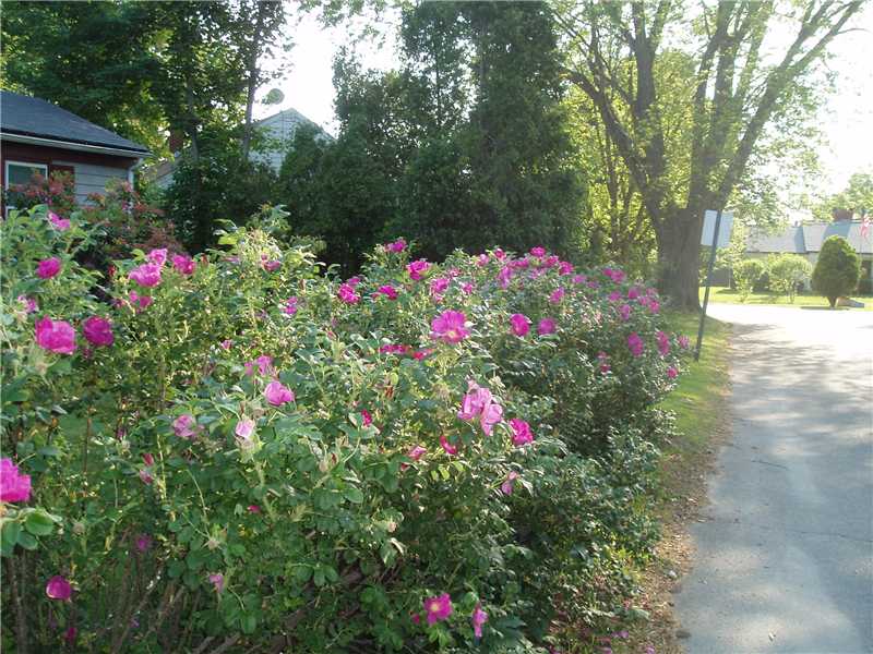 104 Beach Road Bristol, RI 02809 - Photo 21 of 21 Exterior Front. ROSA RUGOSA HEDGE ON FRONT SIDE OF PROPERTY