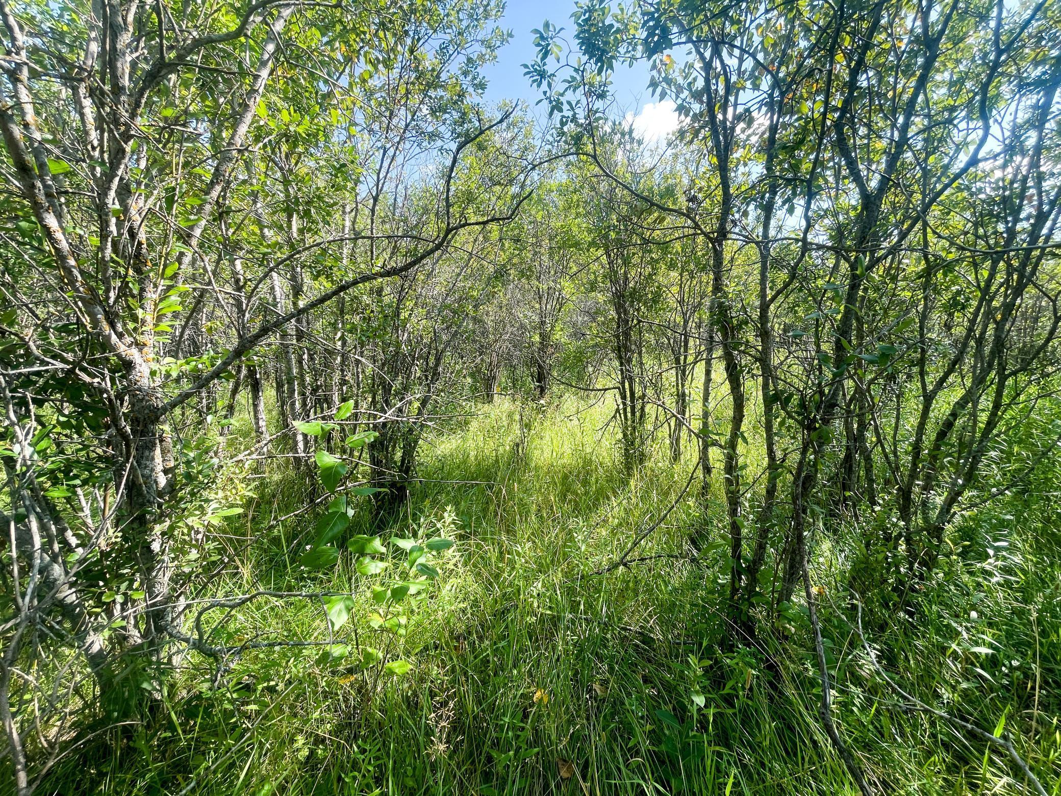 Tbd 220th Street Badger, MN 56714 - Photo 35 of 57