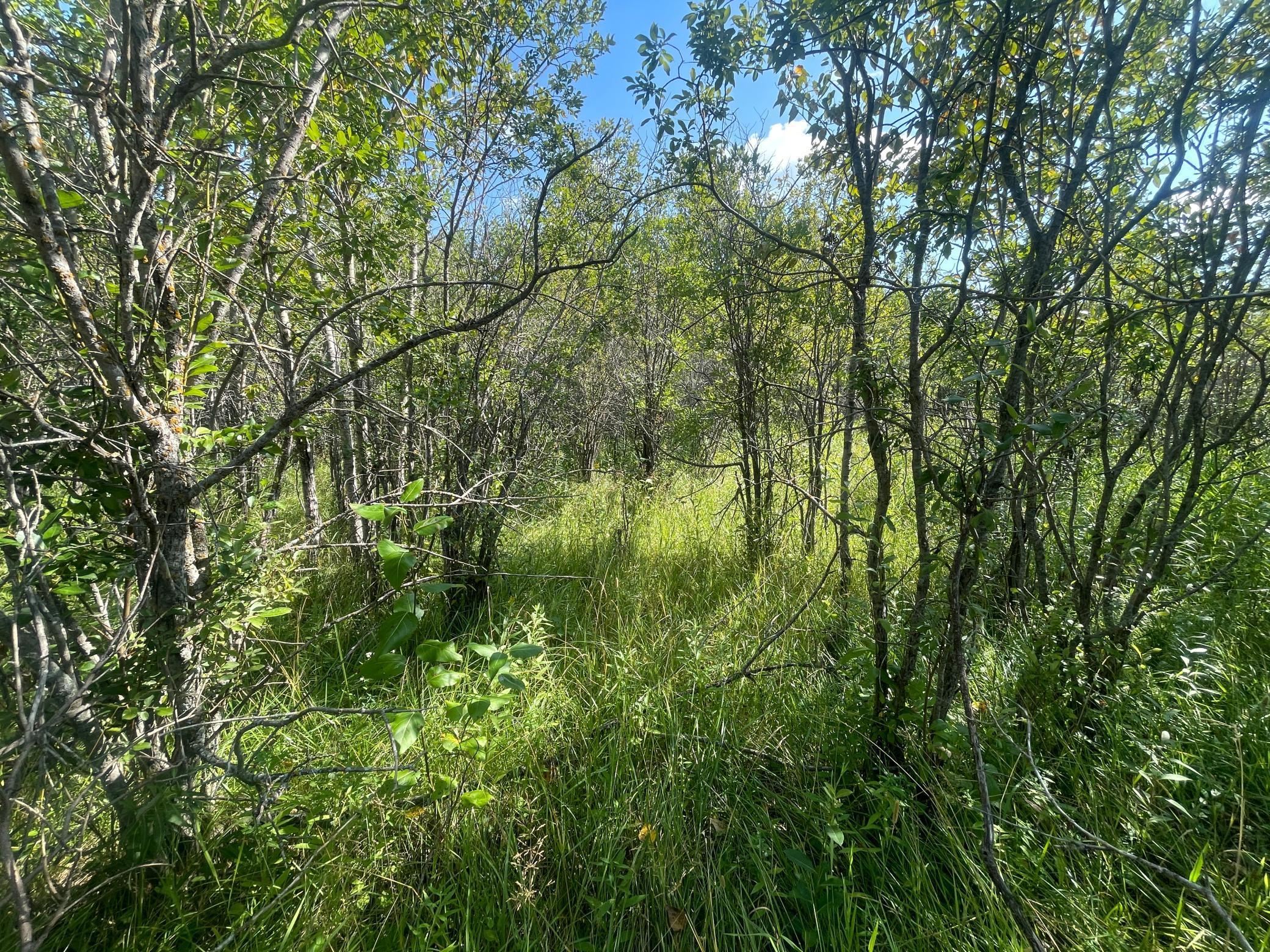 Tbd Tbd 220th Avenue Badger, MN 56714 - Photo 39 of 55