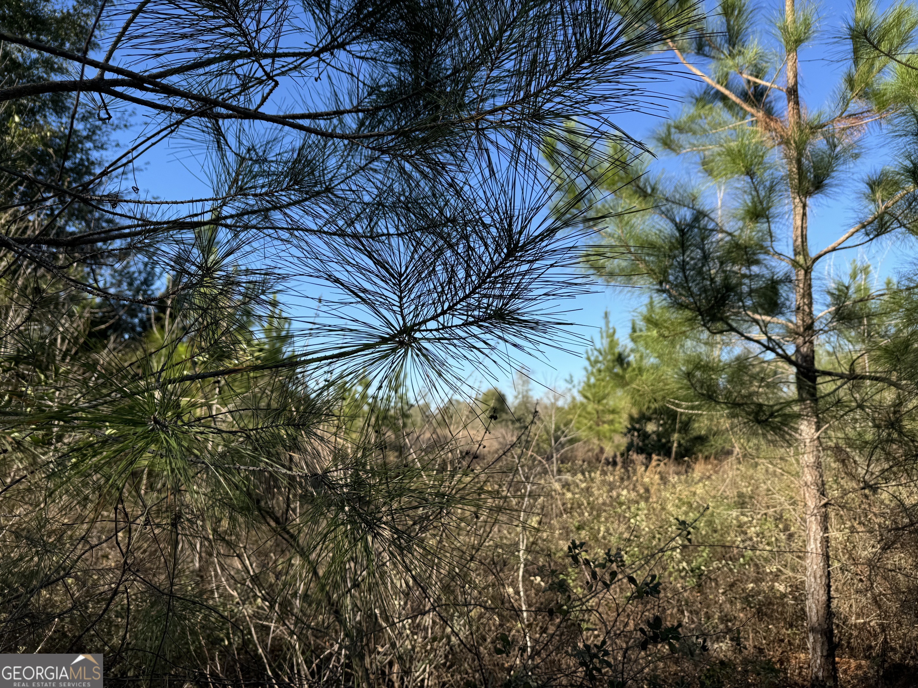 8 Sealy Wells Road Gordon, AL 36343 - Photo 7 of 10