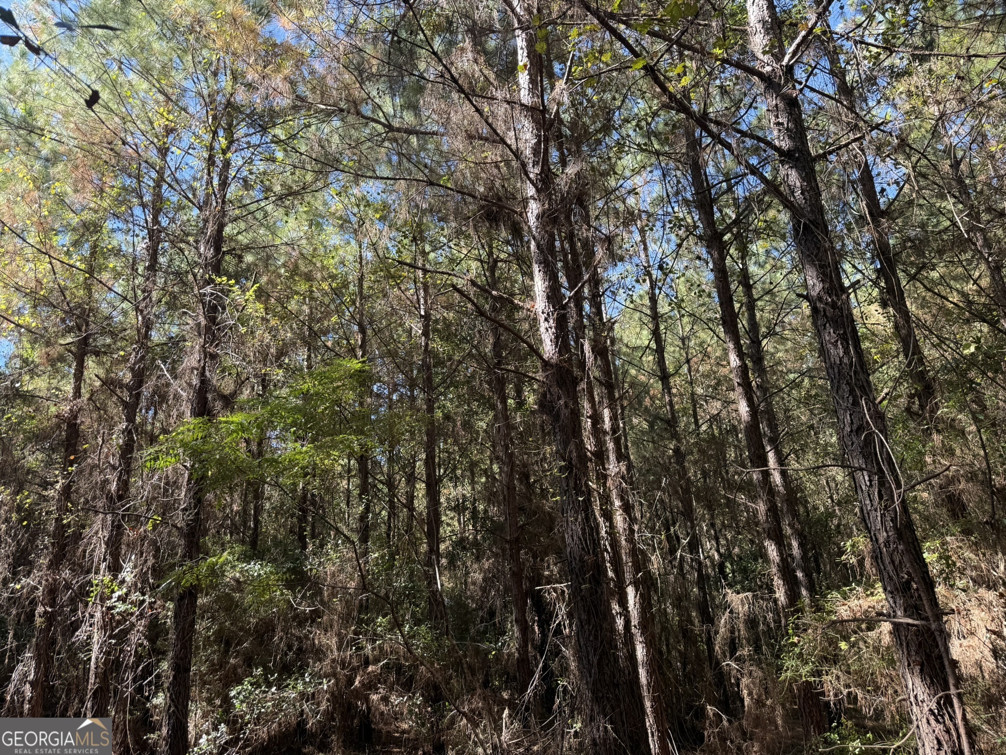 8 Sealy Wells Road Gordon, AL 36343 - Photo 10 of 10