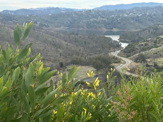 a swimming pool with lots of tress in front of it