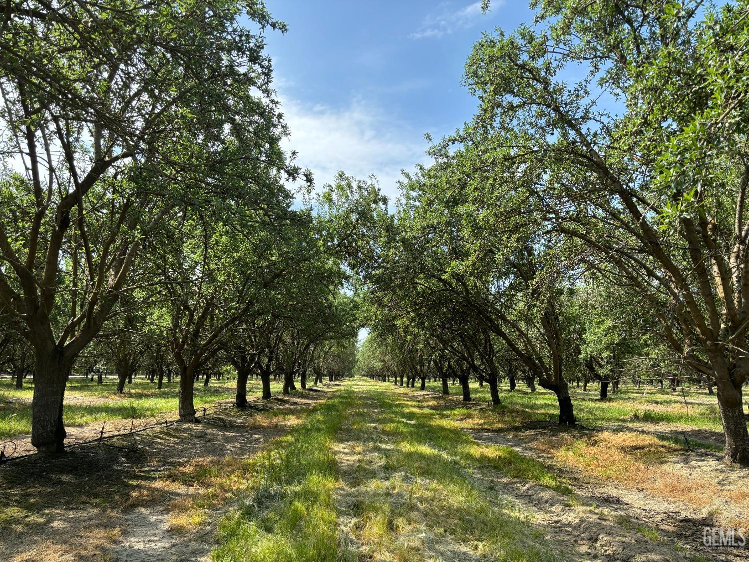 a big yard with trees