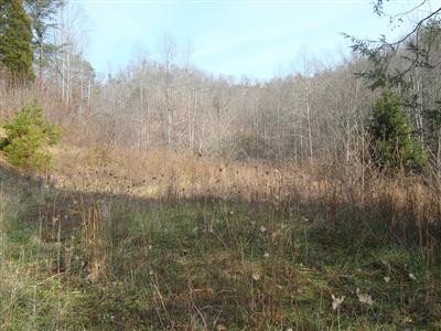 0 Mahaffey Holw Road Livingston, KY 40445 - Photo 3 of 8 Photo 3