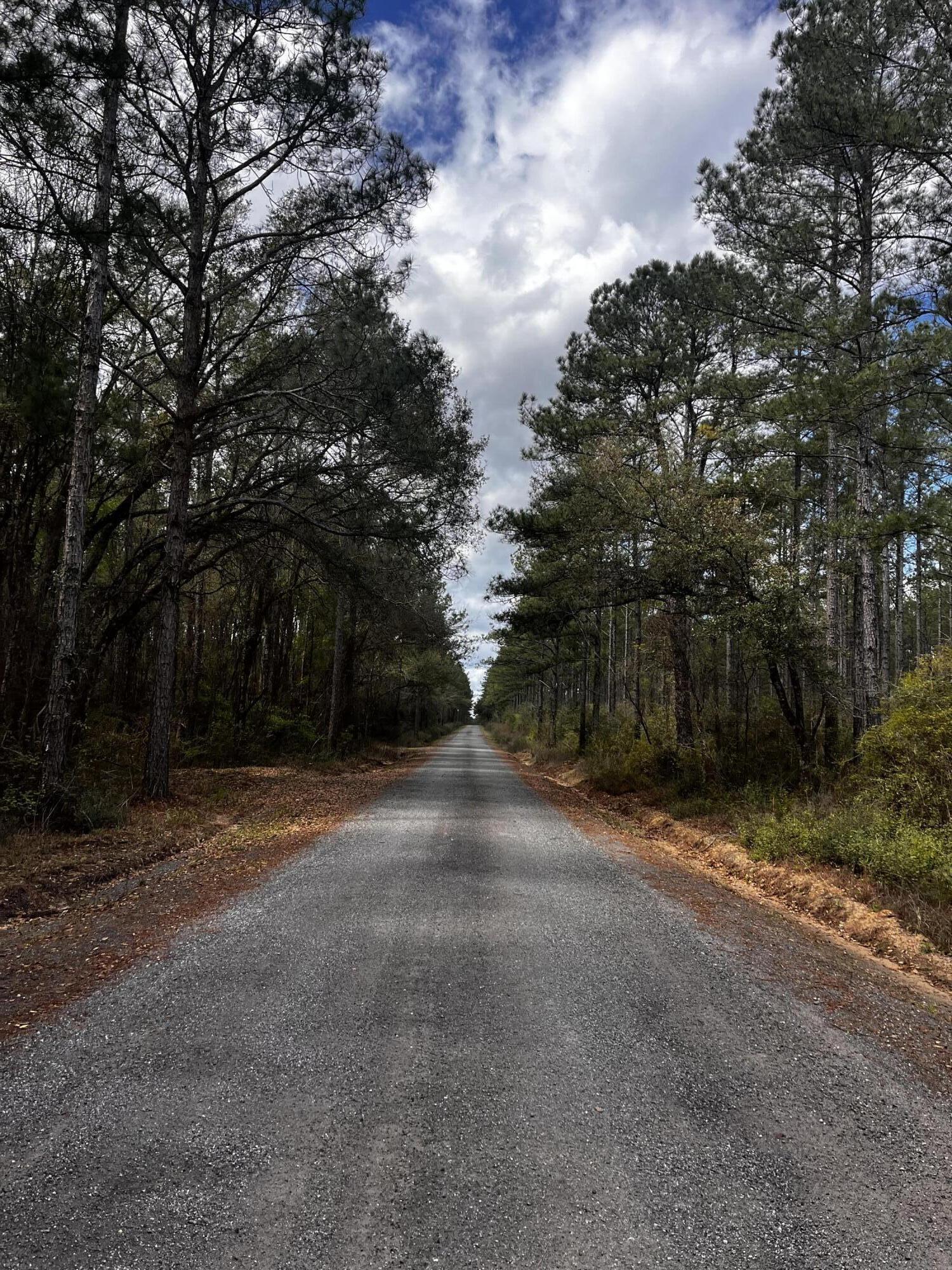 Xx Cawthon Road Laurel Hill, FL 32567 - Photo 3 of 7 a view of a yard with a trees