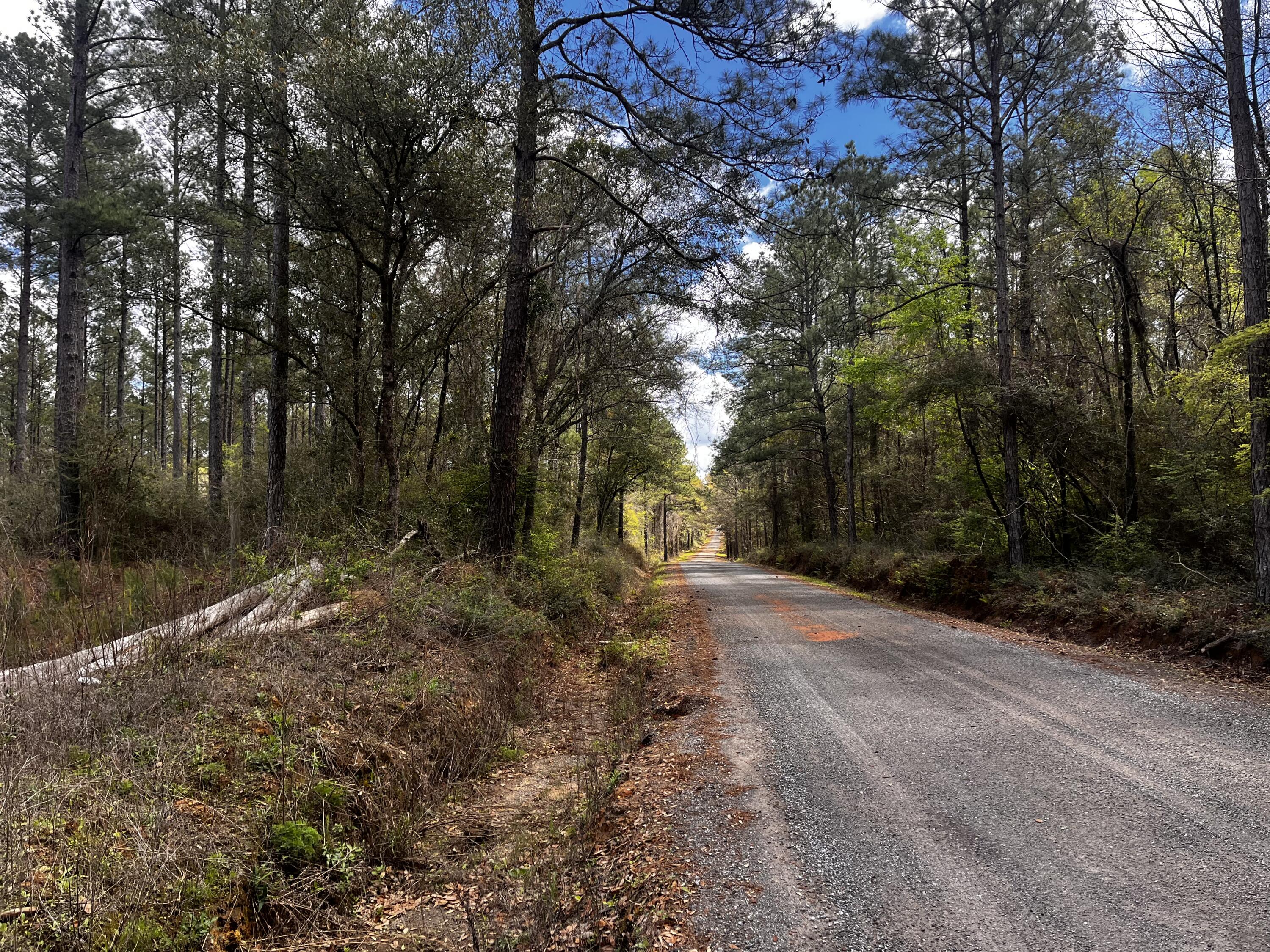 Xx Cawthon Road Laurel Hill, FL 32567 - Photo 4 of 7 a backyard of a house with lots of green space