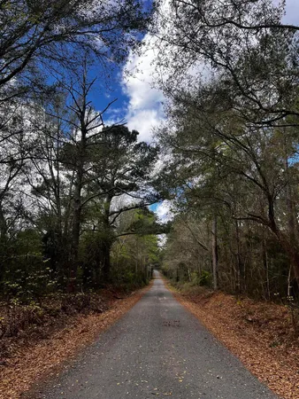 a view of a forest