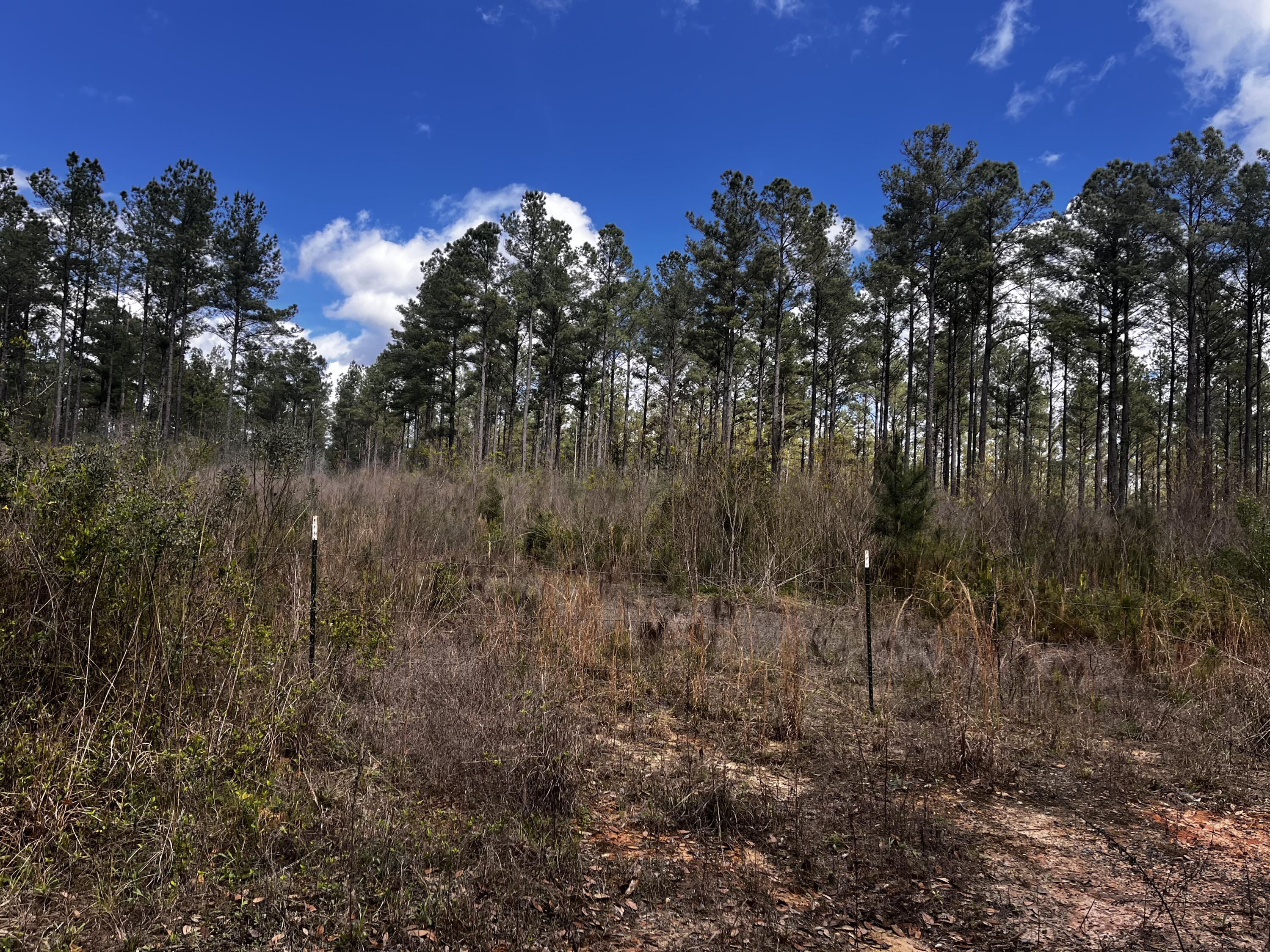 Xx Cawthon Road Laurel Hill, FL 32567 - Photo 6 of 7 a view of a forest