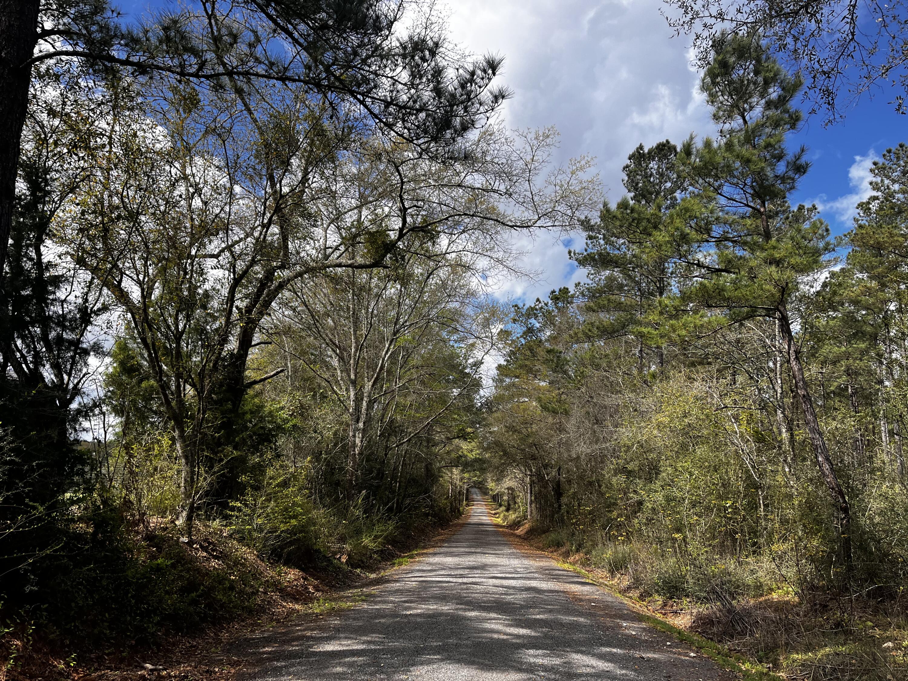 Xx Cawthon Road Laurel Hill, FL 32567 - Photo 7 of 7 a view of a yard with plants and trees