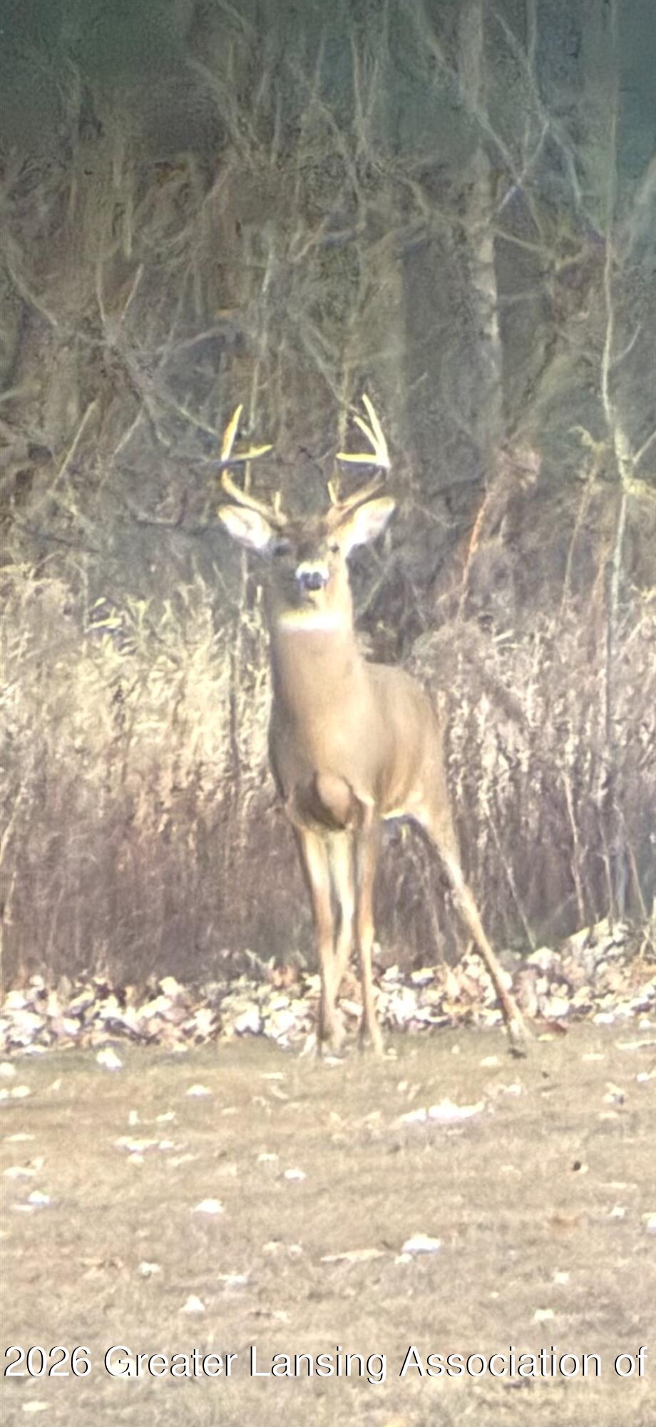 860 Gaiser Road Owosso, MI 48867 - Photo 66 of 66 66-GAISER BIG BUCK