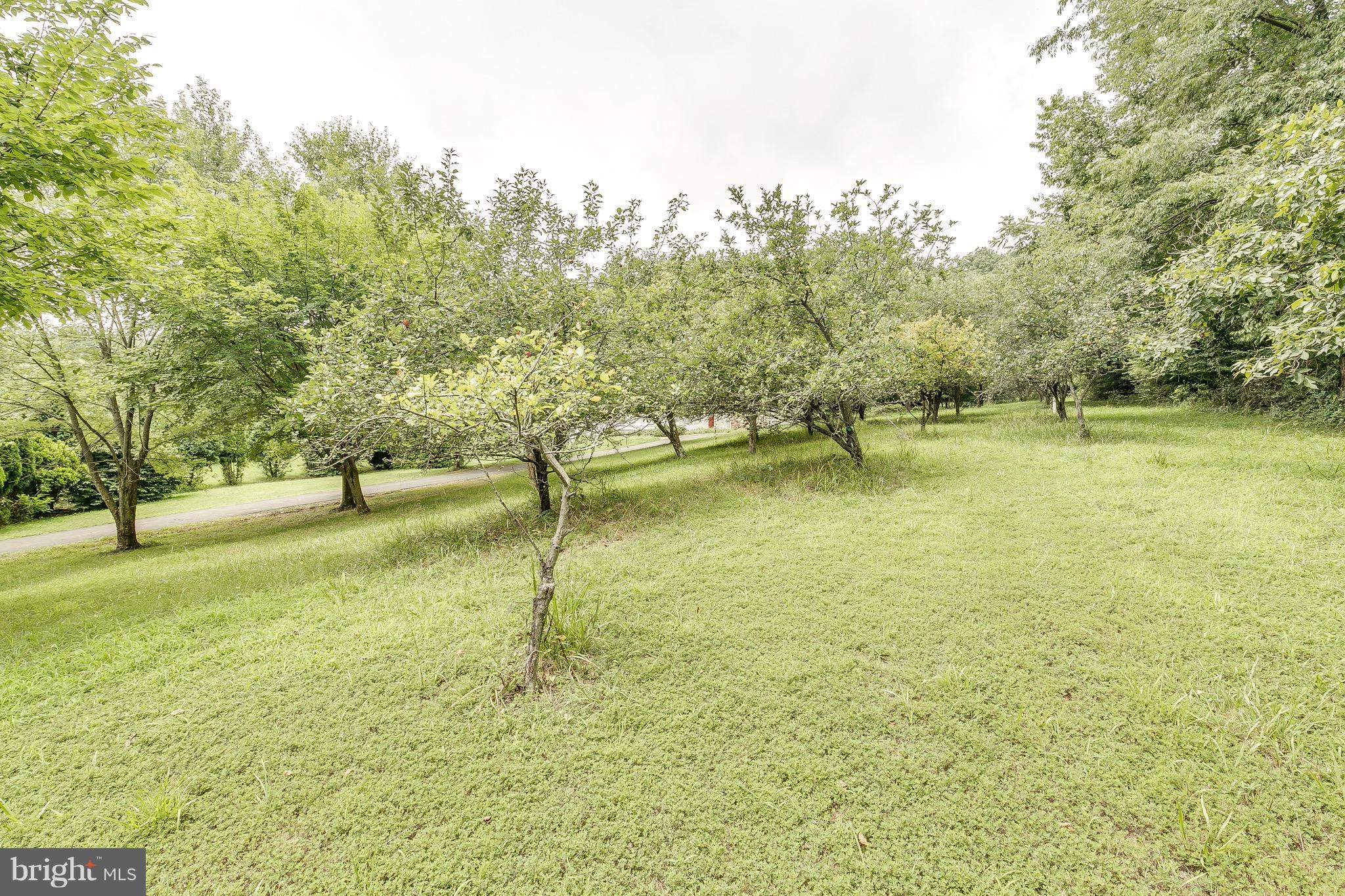 5382 Beverleys Mill Road Broad Run, VA 20137 - Photo 7 of 30 Cherry, peach and apple orchard