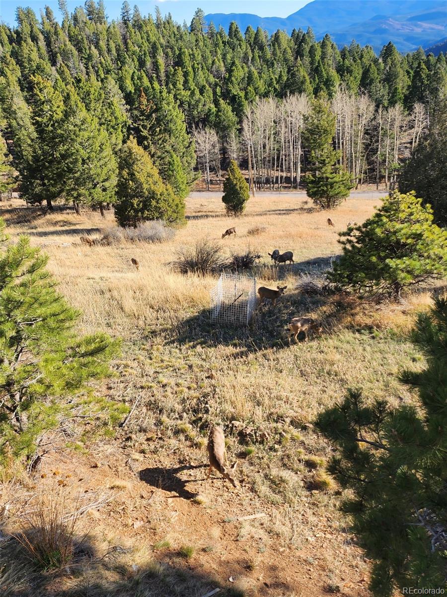 13108 Elsie Road Conifer, CO 80433 - Photo 28 of 49 Gallery Image 28