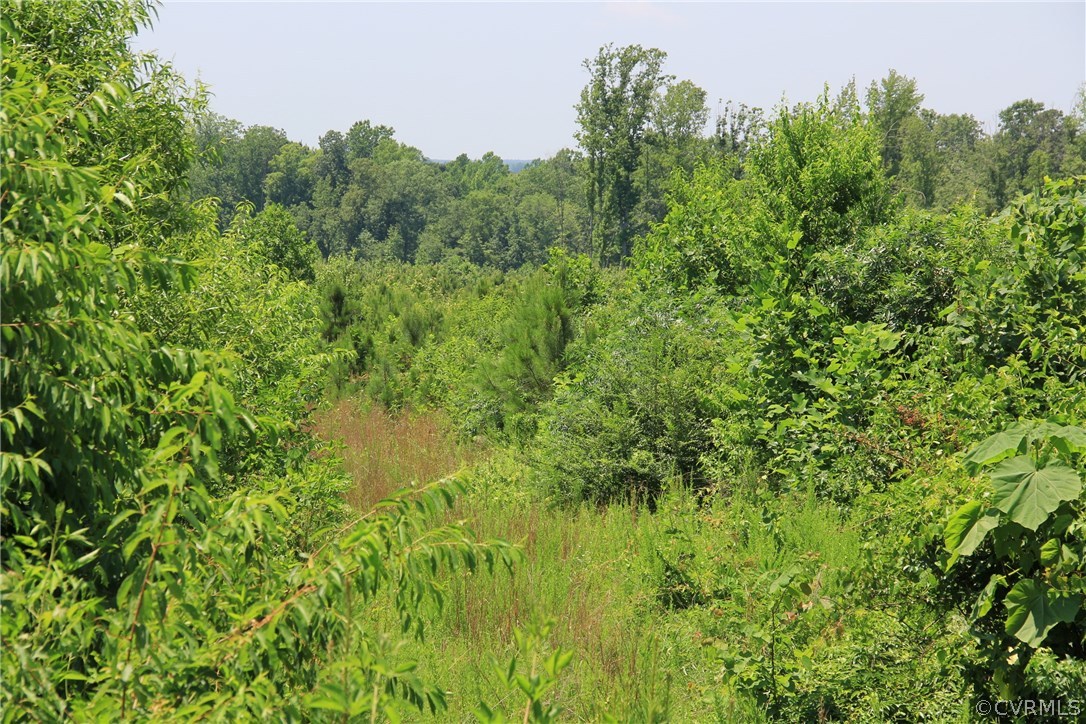 0 Old White Oak Road Dewitt, VA 23840 - Photo 3 of 10 a view of a lush green forest