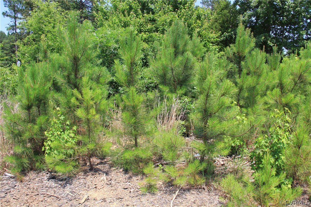 0 Old White Oak Road Dewitt, VA 23840 - Photo 4 of 10 a view of a lush green forest